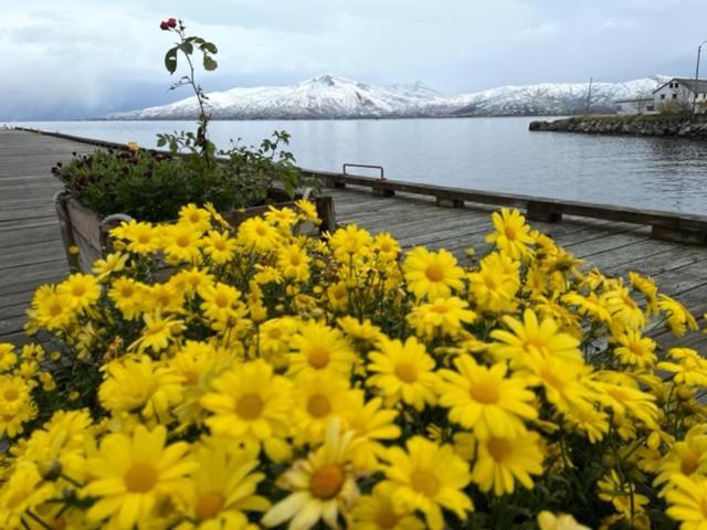1. Etg I Dampskipsbrygga, Lodingen Havn Extérieur photo